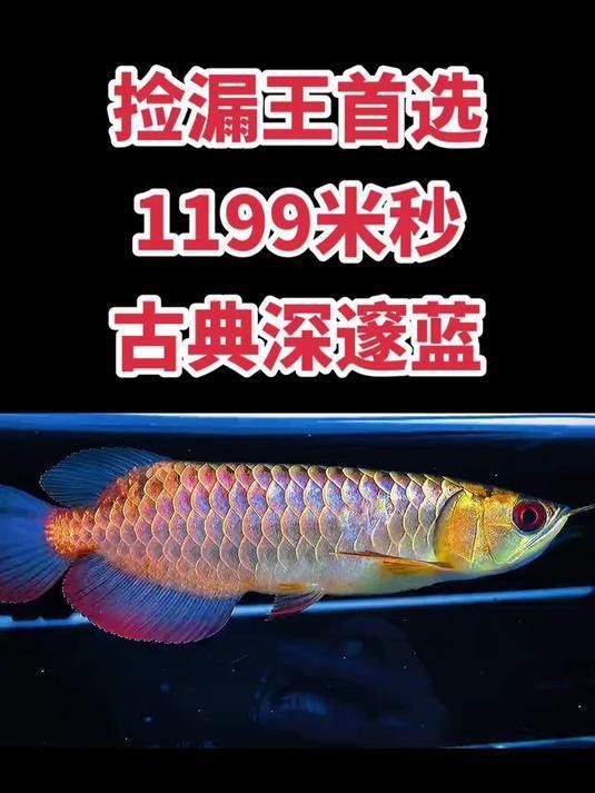 哪里可以購買到純種的古典藍底過背金龍？