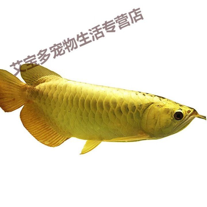 哪里可以購買到純種的古典藍底過背金龍？