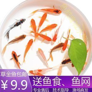 龍魚吃活食好還是凍食好（如何選擇適合龍魚的凍食，龍魚混合喂養的最佳比例）