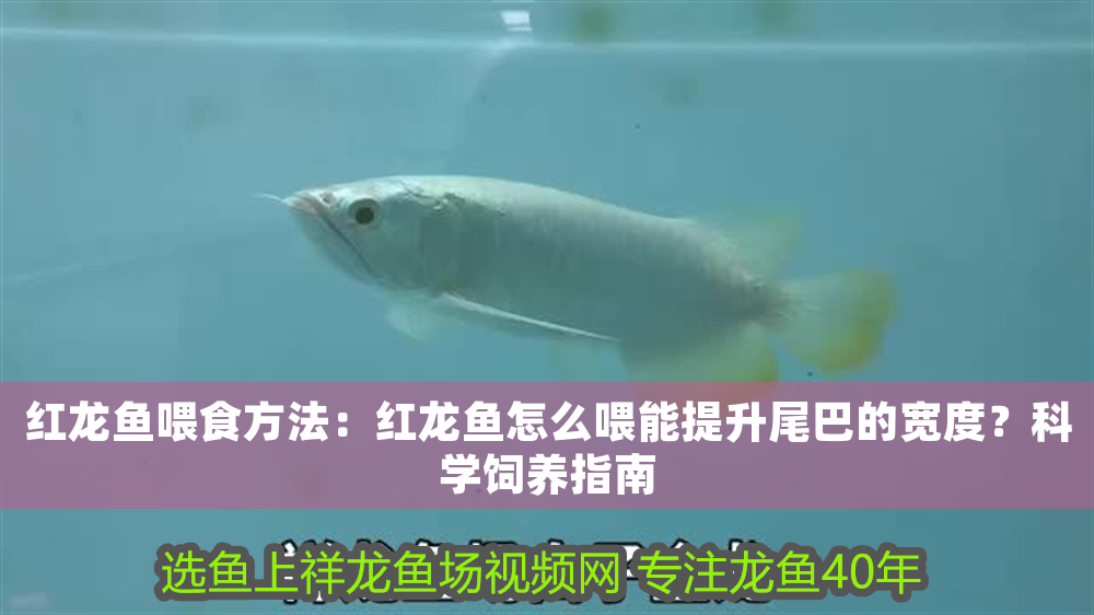紅龍魚喂食方法：紅龍魚怎么喂能提升尾巴的寬度？科學飼養指南