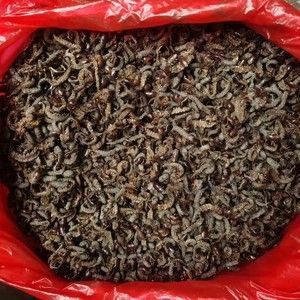 龍魚飼料蜈蚣可以飼養嗎：蜈蚣可以飼養嗎
