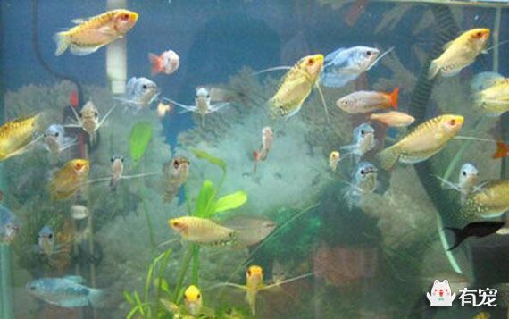 紅寶石魚和藍曼龍魚適合混養嗎？：紅寶石魚和藍曼龍魚混養，紅寶石魚和藍曼龍魚不適合混養 紅寶石魚和藍曼龍魚適合混養嗎？：紅寶石魚和藍曼龍魚混養，紅寶石魚和藍曼龍魚不適合混養 龍魚百科 第2張