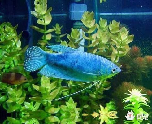 紅寶石魚和藍曼龍魚適合混養嗎？：紅寶石魚和藍曼龍魚混養，紅寶石魚和藍曼龍魚不適合混養 紅寶石魚和藍曼龍魚適合混養嗎？：紅寶石魚和藍曼龍魚混養，紅寶石魚和藍曼龍魚不適合混養 龍魚百科 第3張