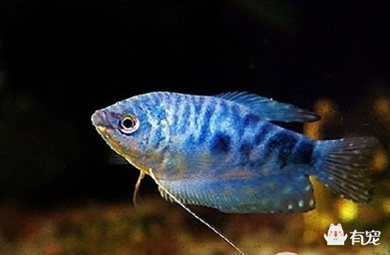 紅寶石魚和藍曼龍魚適合混養嗎？：紅寶石魚和藍曼龍魚混養，紅寶石魚和藍曼龍魚不適合混養 紅寶石魚和藍曼龍魚適合混養嗎？：紅寶石魚和藍曼龍魚混養，紅寶石魚和藍曼龍魚不適合混養 龍魚百科 第1張