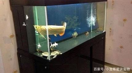龍魚對(duì)魚缸的要求：龍魚對(duì)于魚缸的要求