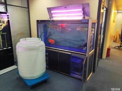 龍魚缸的標準尺寸是多少（龍魚缸尺寸對水質影響）