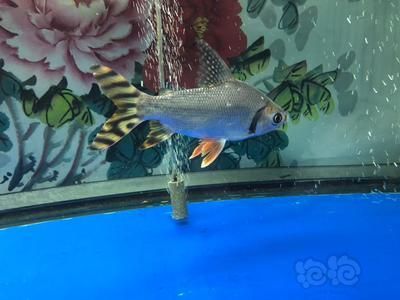 龍魚配飛鳳:將龍魚與飛鳳魚混養時 龍魚百科 第1張 龍魚配飛鳳:將龍魚與飛鳳魚混養時 龍魚配飛鳳:將龍魚與飛鳳魚混養時 龍魚百科 第1張