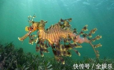 龍魚是海里還是河里的：龍魚是淡水或海水魚嗎？