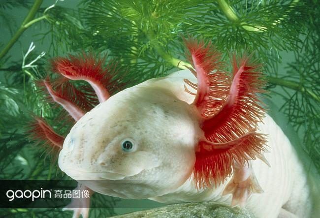 龍魚是海里還是河里的：龍魚是淡水或海水魚嗎？