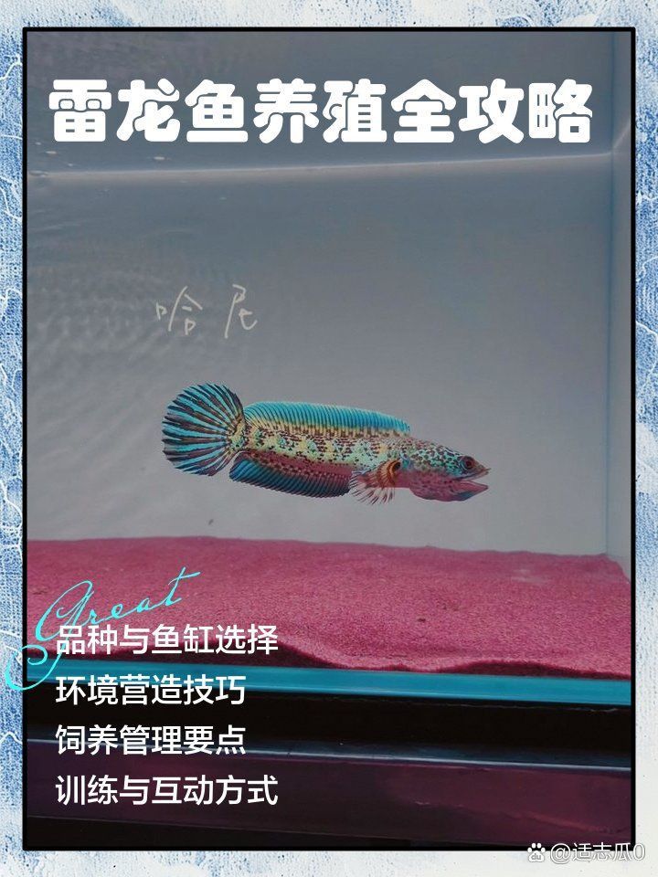 酒紅雷龍底砂顏色推薦