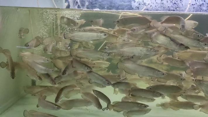 澳洲星點金龍魚好養嗎，