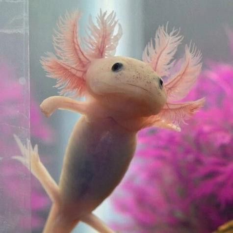 恐龍魚的圖片大全簡筆畫