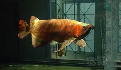 龍魚買小魚還是大魚（決定購買小魚還是大魚時，您需要考慮以下幾個方面）
