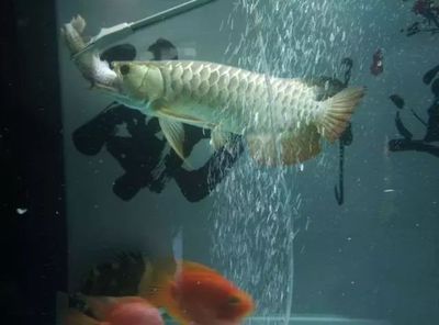 龍魚買小魚還是大魚（決定購買小魚還是大魚時，您需要考慮以下幾個方面）