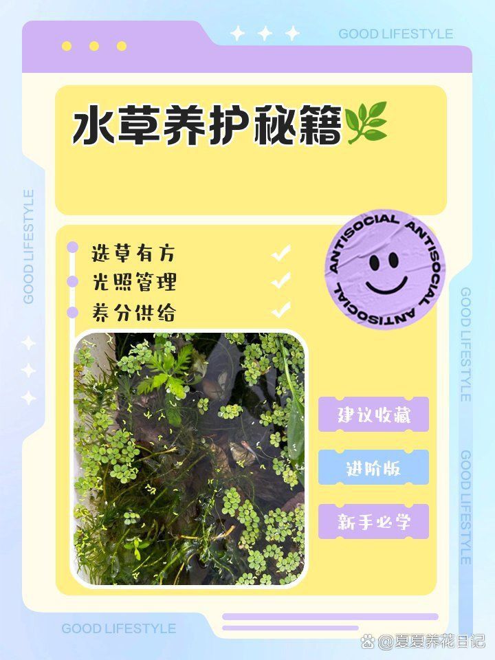 馬印神燈可以養(yǎng)水草嗎