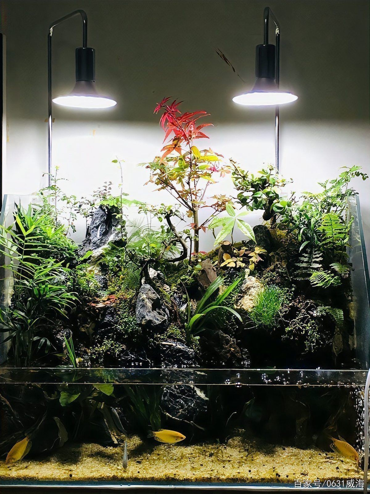 馬印神燈可以養(yǎng)水草嗎
