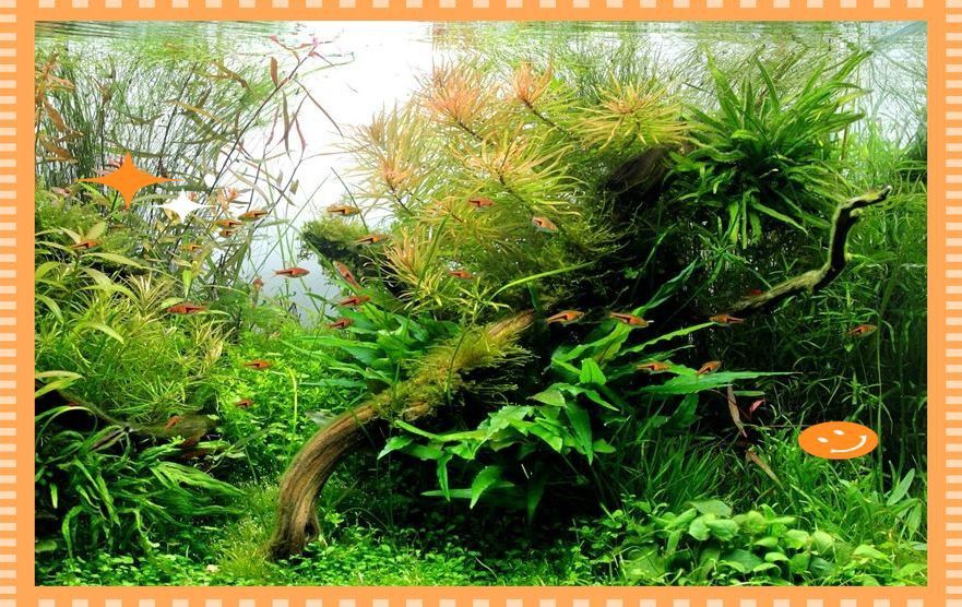 馬印神燈可以養(yǎng)水草嗎
