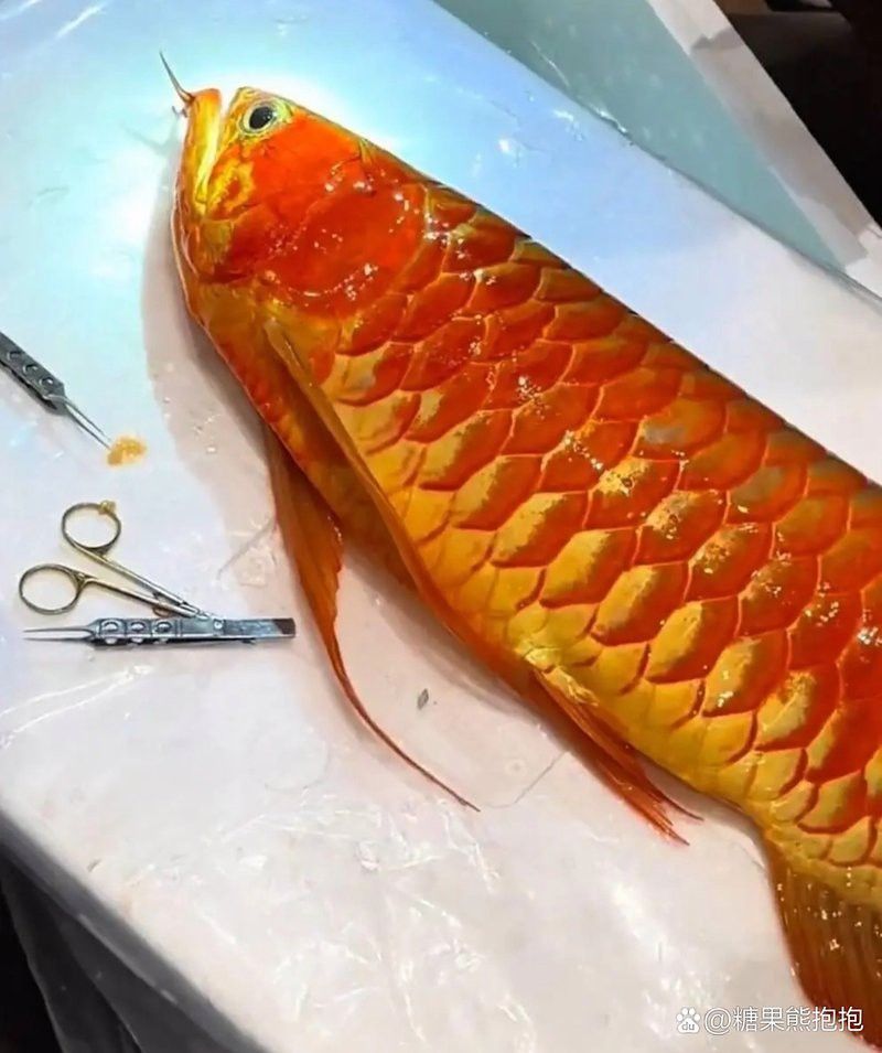 上海龍魚展會死魚圖片欣賞