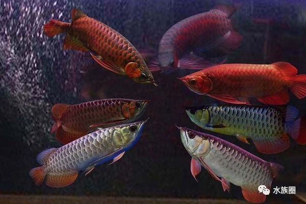 龍魚不兇怎么辦：如何應對龍魚表現出不兇的態度 龍魚不兇怎么辦：如何應對龍魚表現出不兇的態度 龍魚百科 第1張