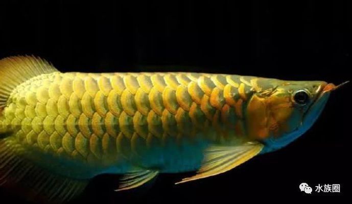 龍魚不兇怎么辦：如何應對龍魚表現出不兇的態度 龍魚不兇怎么辦：如何應對龍魚表現出不兇的態度 龍魚百科 第2張