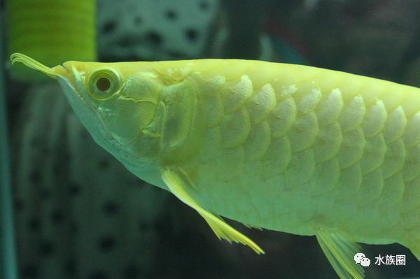 龍魚不兇怎么辦：如何應對龍魚表現出不兇的態度 龍魚不兇怎么辦：如何應對龍魚表現出不兇的態度 龍魚百科 第3張