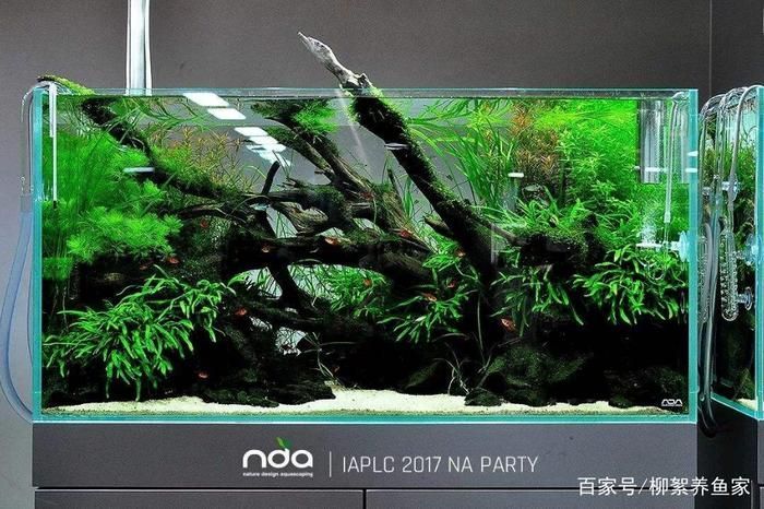 龍魚褪色是質量不好還是正常現象？：龍魚為什么會褪色