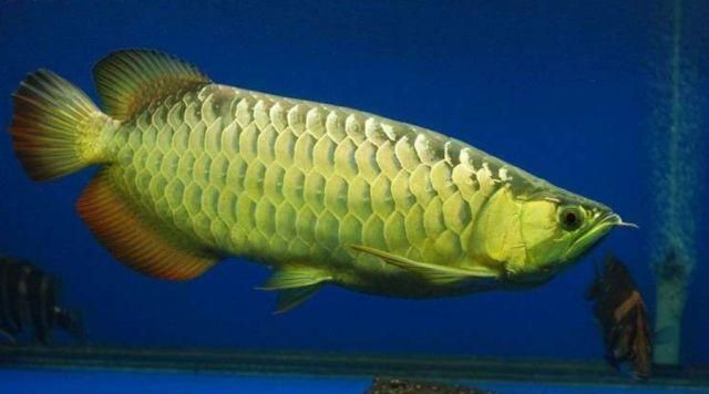 紅龍魚烤魚燈的使用方法和注意事項：紅龍魚烤魚燈怎么用圖解紅龍魚烤魚燈使用步驟和注意事項