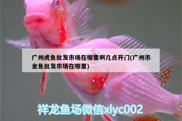 紅龍魚哪里買比較好，紅龍魚養殖技巧