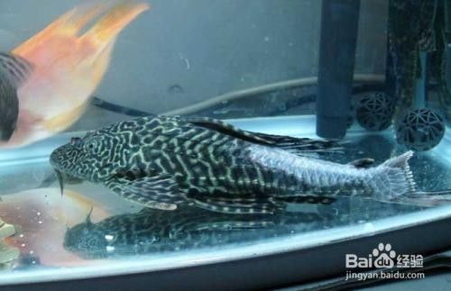 紅龍魚飼養(yǎng)技巧視頻大全圖解教程（紅龍魚飼養(yǎng)技巧視頻大全圖解教程下載）