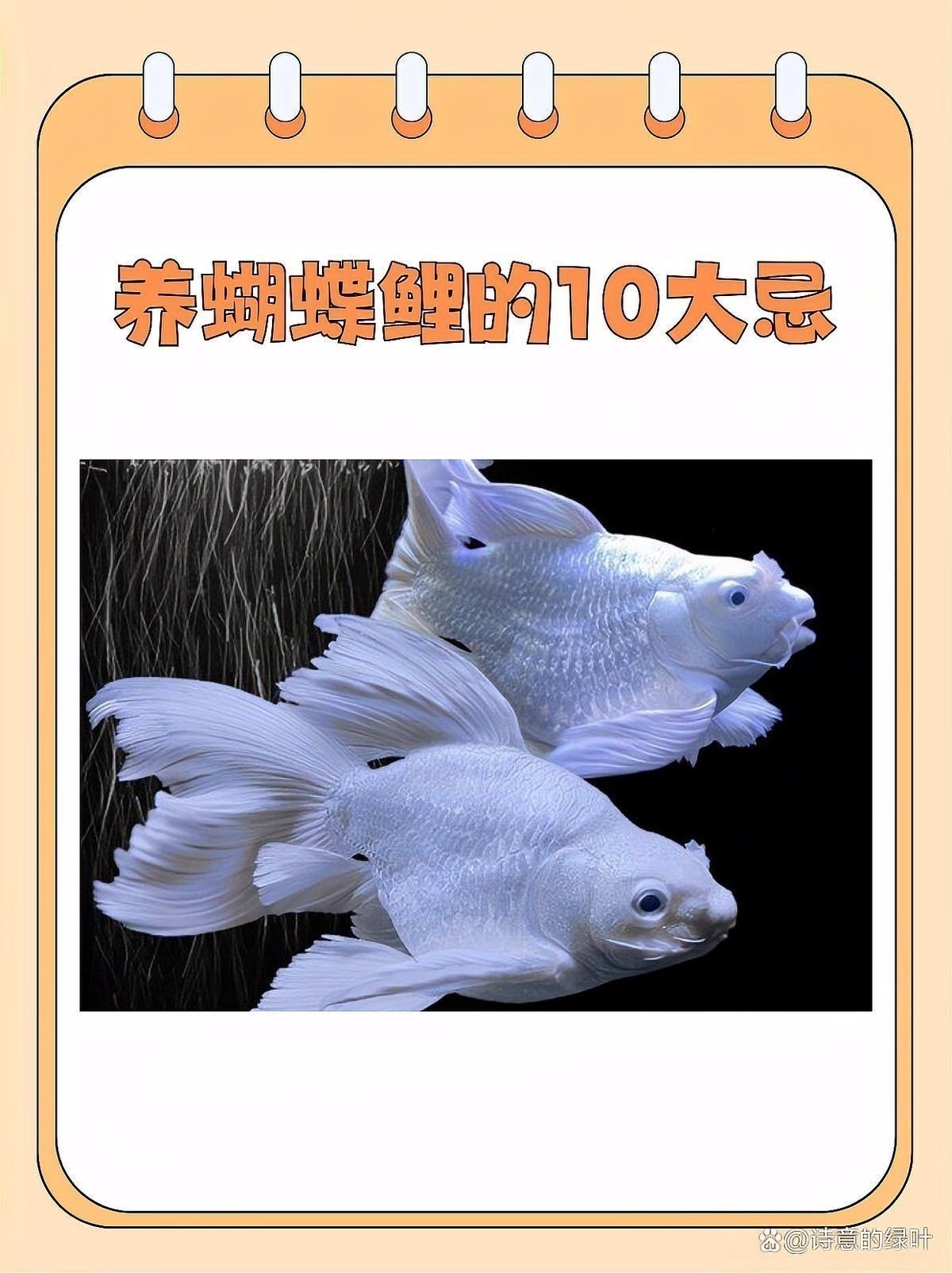 蝴蝶鯉能和龍魚一起養(yǎng)嗎怎么養(yǎng)活