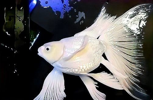 蝴蝶鯉能和龍魚一起養(yǎng)嗎怎么養(yǎng)活