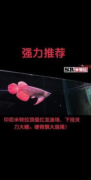 紅龍魚十大漁場排名圖片及價格