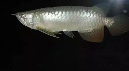 龍魚掉尾怎么回事：龍魚掉尾怎么辦 龍魚掉尾怎么回事：龍魚掉尾怎么辦 龍魚百科 第1張