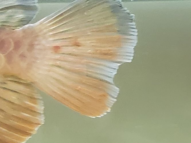 龍魚尾巴有血絲怎么辦視頻：龍魚尾巴出現紅血絲可能是由多種因素引起的，觀賞魚疾病預防指南 龍魚尾巴有血絲怎么辦視頻：龍魚尾巴出現紅血絲可能是由多種因素引起的，觀賞魚疾病預防指南 龍魚百科 第1張