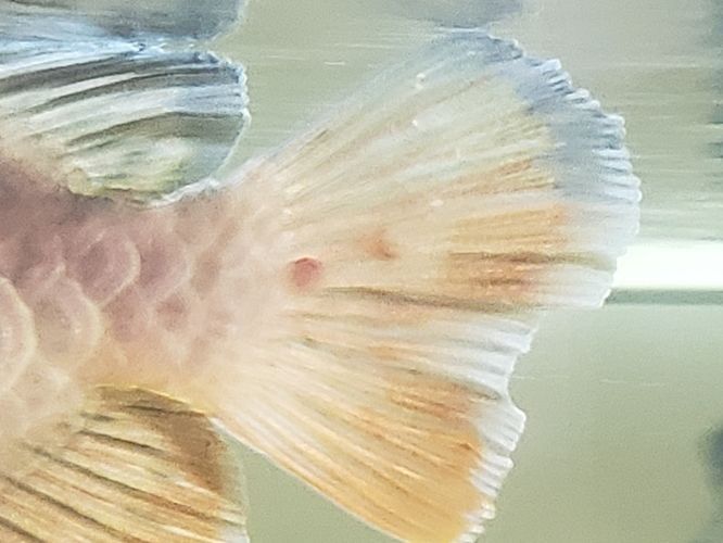 龍魚尾巴有血絲怎么辦視頻：龍魚尾巴出現紅血絲可能是由多種因素引起的，觀賞魚疾病預防指南 龍魚尾巴有血絲怎么辦視頻：龍魚尾巴出現紅血絲可能是由多種因素引起的，觀賞魚疾病預防指南 龍魚百科 第4張