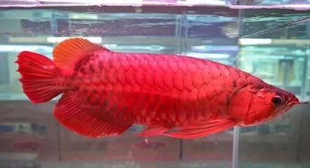 龍魚發(fā)色秘訣視頻大全圖片欣賞：龍魚發(fā)色技巧視頻教程大全