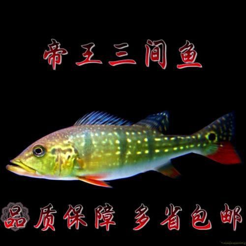 龍魚配魚圖片欣賞