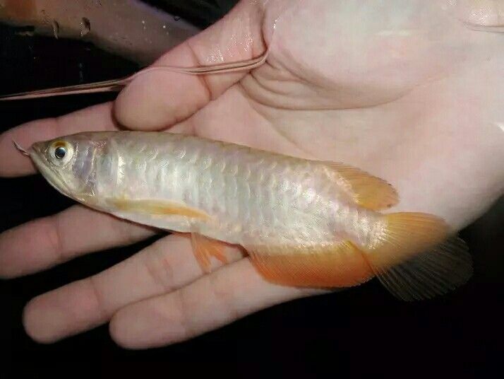 小龍魚圖片（小龍魚的高清大圖）