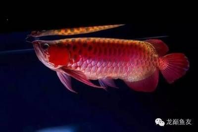小龍魚圖片（小龍魚的高清大圖）
