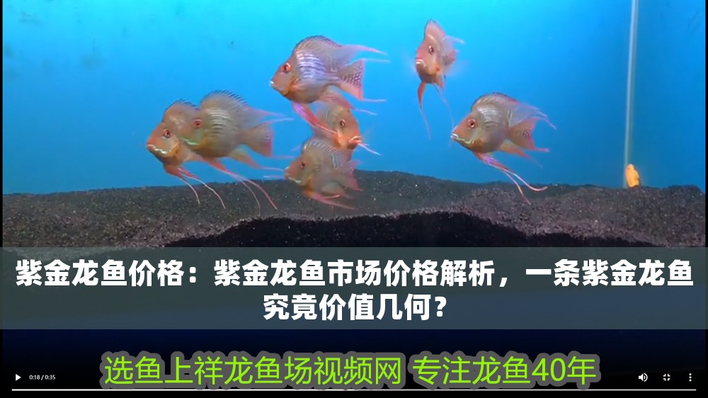 紫金龍魚價格：紫金龍魚市場價格解析，一條紫金龍魚究竟價值幾何？