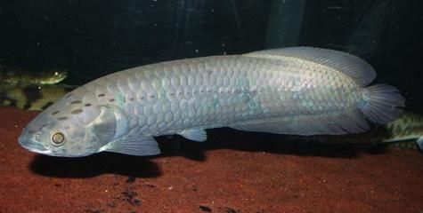 龍魚是淡水魚嗎為什么不能吃：龍魚是一種淡水魚，但不能被食用的原因是出于對生態環境的擔憂