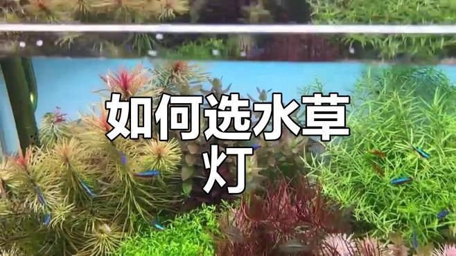 魔點水草燈和尼特利燈哪個好