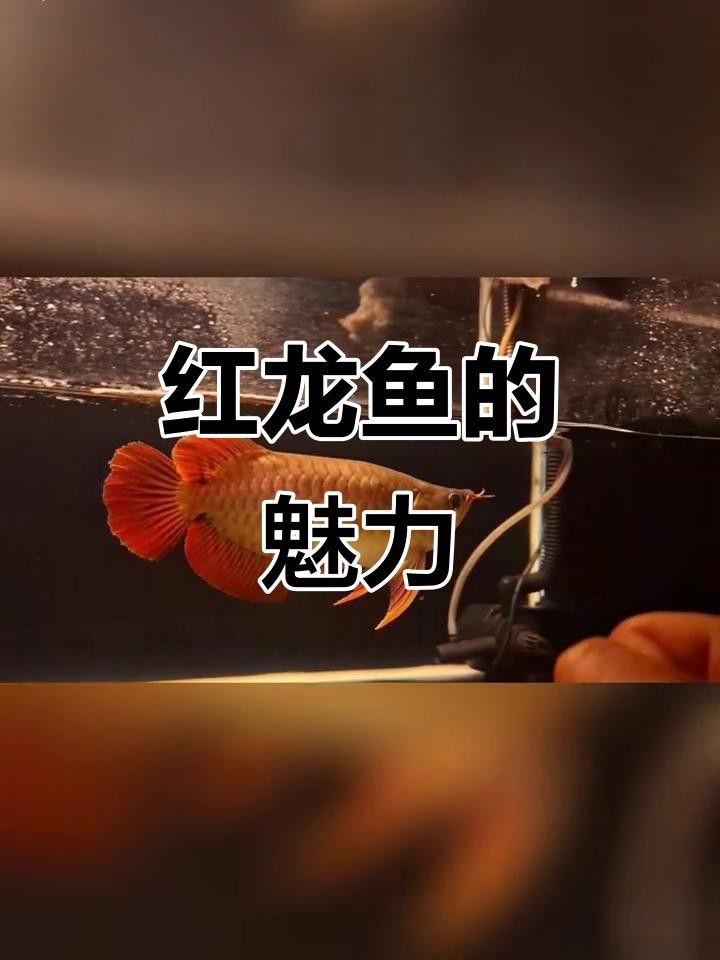 給我推薦一些高清的紅龍魚壁紙