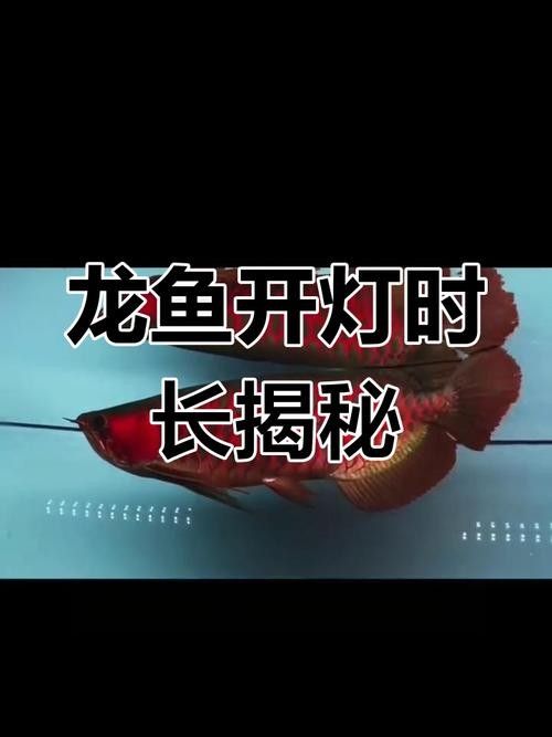 龍魚用什么燈好養