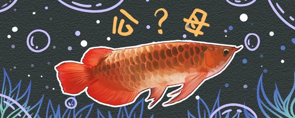 客廳魚缸選擇（客廳魚缸風水布局技巧）