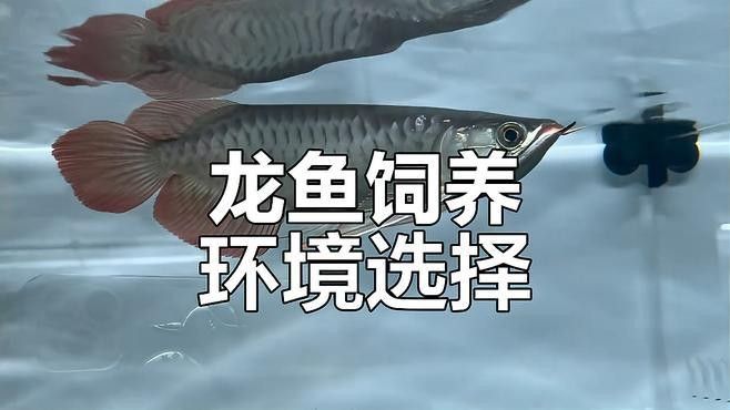龍魚一直在缸底游動怎么辦