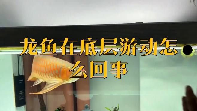 龍魚一直在缸底游動怎么辦