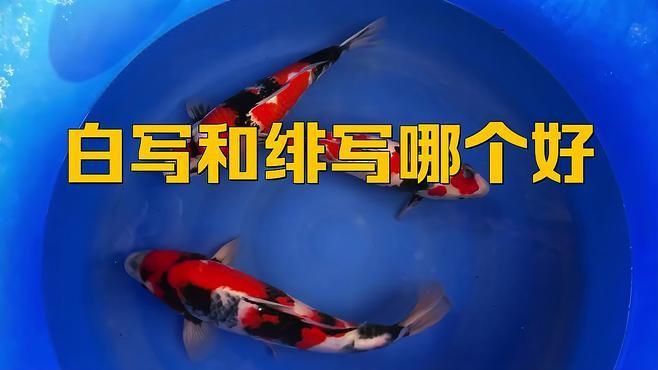 錦鯉白寫和緋寫哪個好看