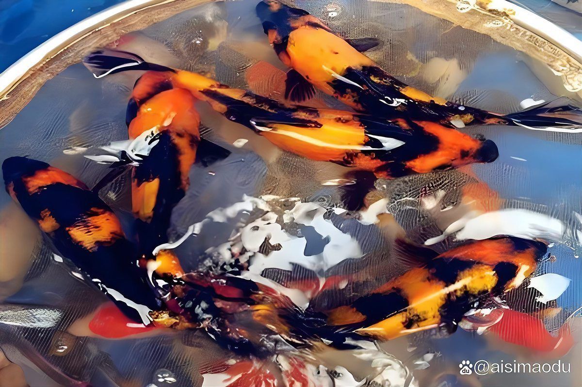 錦鯉白寫和緋寫哪個好看