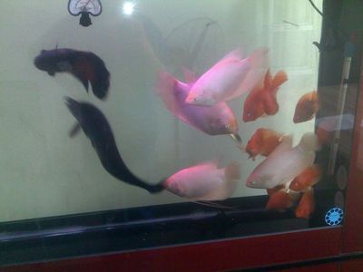一米二的魚缸養幾條魚鸚鵡魚招財魚龍魚：1米2的魚缸適合養多少條魚？